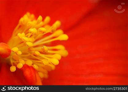 yellow stamens of the flower begonia with red petals, close-up photography