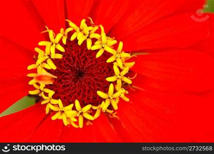 yellow stamens of the flower zinnia with reds leaves, close-up photography