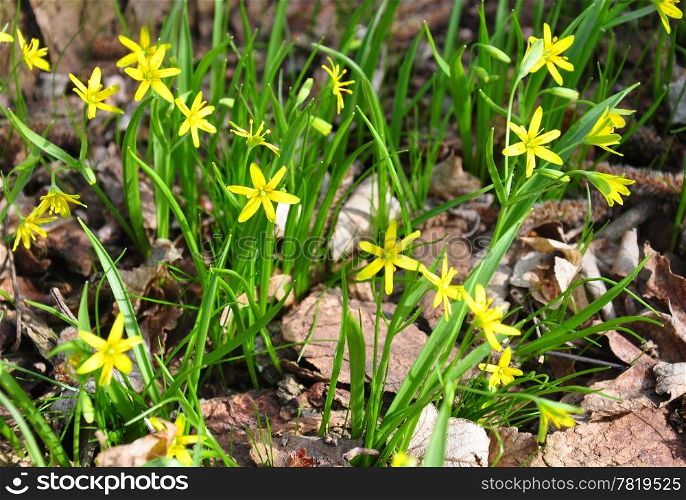 Yellow Star-of-Bethlehem (Gagea lutea)