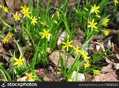 Yellow Star-of-Bethlehem (Gagea lutea)