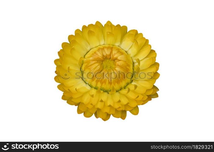 Yellow strawflower ( Helichrysum bracteatum flowers ) isolated on white background. Object with clipping path.