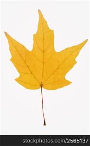 Yellow Sugar Maple leaf against white background.