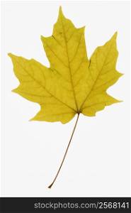 Yellow Sugar Maple leaf against white background.