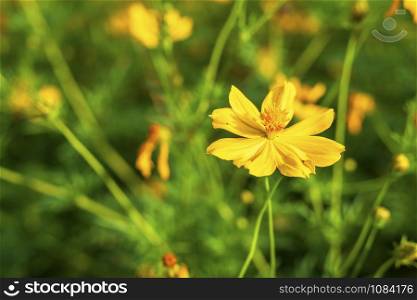 Yellow sulfur Cosmos flowers in the garden of the nature.
