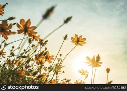 Yellow sulfur Cosmos flowers in the garden of the nature with blue sky with vintage style.