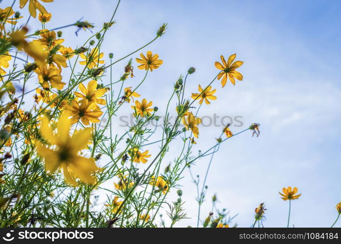 Yellow sulfur Cosmos flowers in the garden of the nature with blue sky background