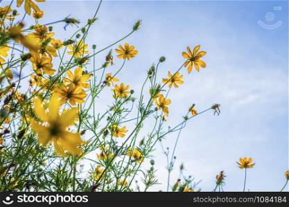 Yellow sulfur Cosmos flowers in the garden of the nature with blue sky background