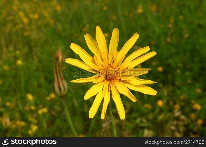 Yellow summer wild flower on a meadow