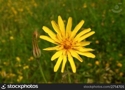 Yellow summer wild flower on a meadow