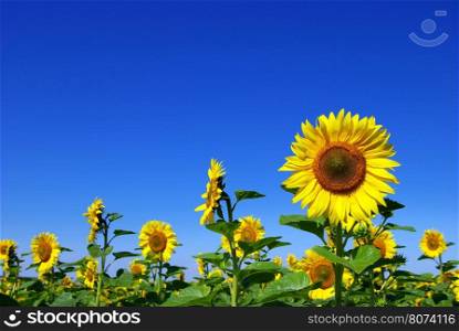 yellow sunflower and blue sky background