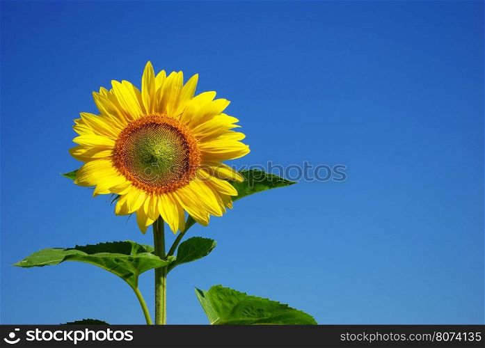 yellow sunflower and blue sky background