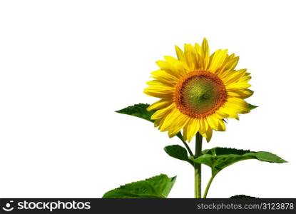 yellow sunflower and white background
