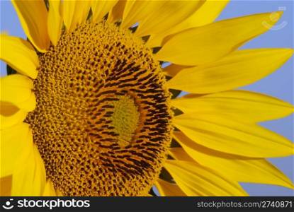 yellow sunflower. Close-up