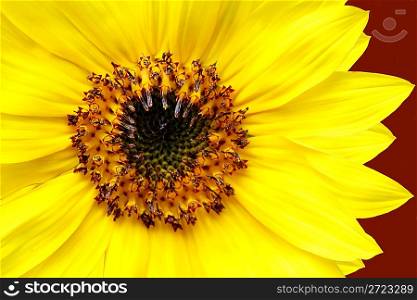 Yellow Sunflower Closeup