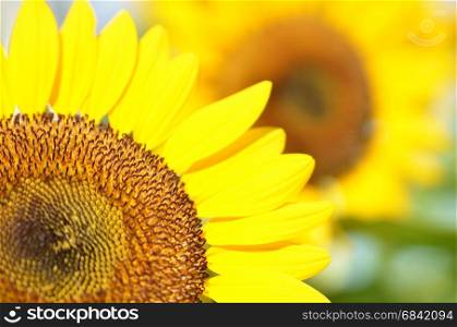 Yellow Sunflower field in sunny summer day