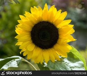 yellow sunflower in a garden in holland, in the sun