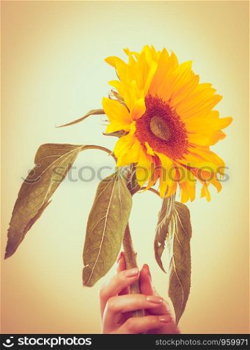 Yellow sunflower in female hand on bright background
