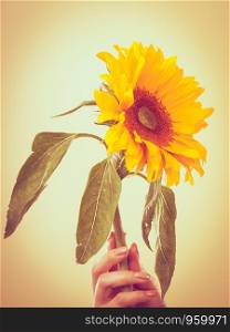 Yellow sunflower in female hand on bright background