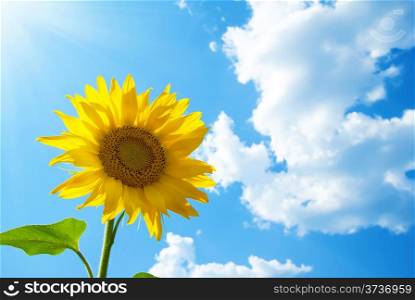 Yellow sunflower in the sun against the sky