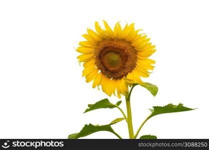 Yellow Sunflower Isolated On White Background