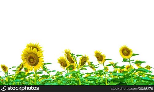 Yellow Sunflower Isolated On White Background
