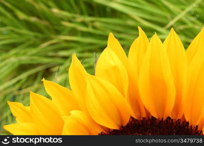 yellow sunflower macro close up