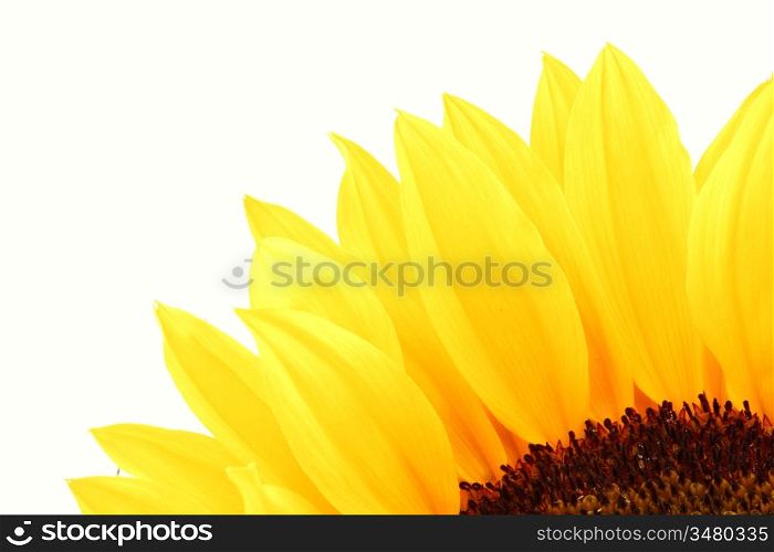 yellow sunflower macro close up