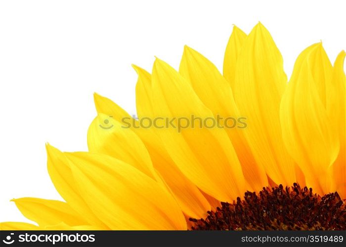 yellow sunflower macro close up
