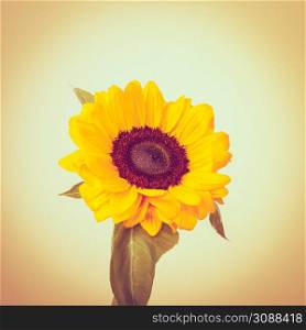 Yellow sunflower on bright background filtered photo