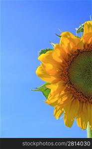 yellow sunflower on celestial background