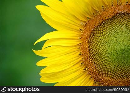 Yellow sunflower on plant