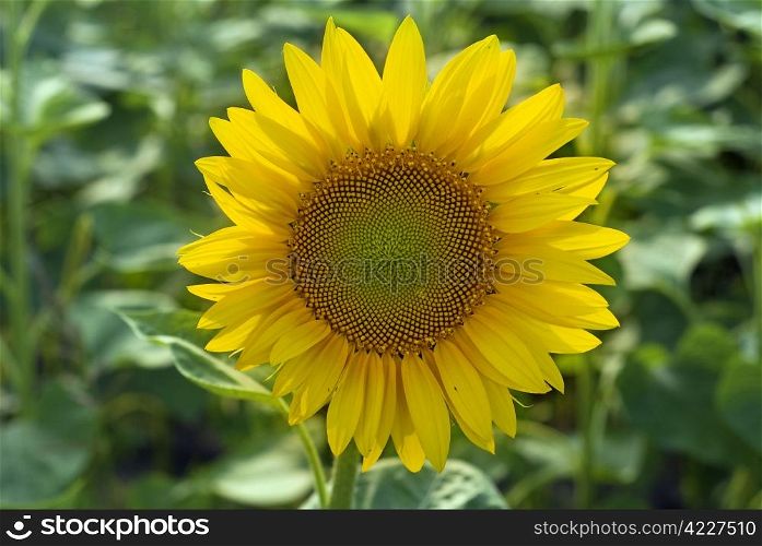 yellow sunflower on the field