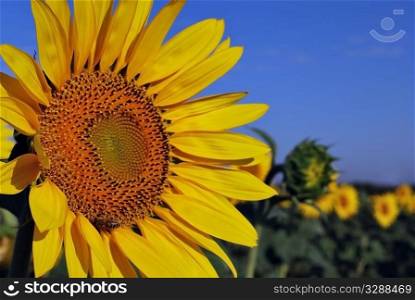 yellow sunflower. summer nature