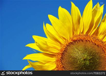 yellow sunflower under blue sky