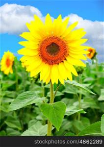 Yellow sunflower with a blue sky of background