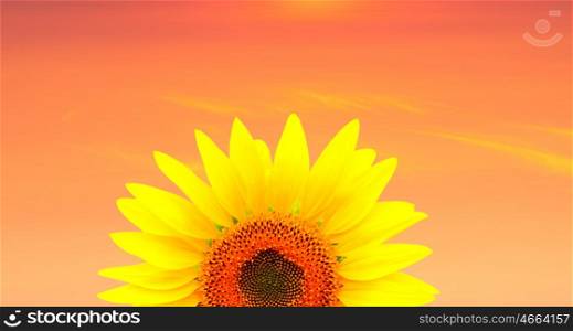 Yellow sunflower with a orange sky of background