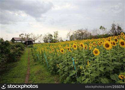 yellow sunflowers field