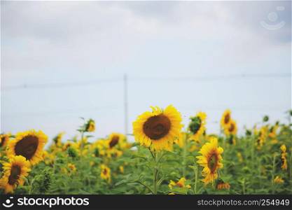 yellow sunflowers in film sryle