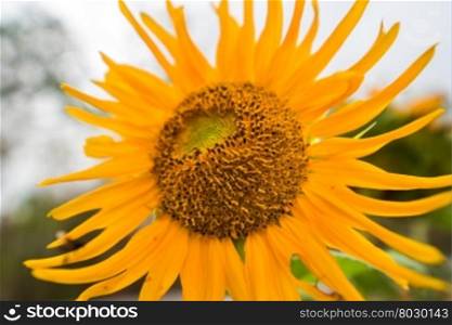 Yellow sunflowers on field