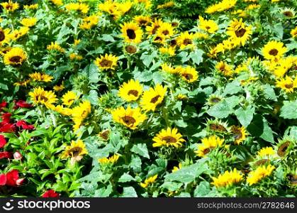 Yellow sunflowers on the bright summer day