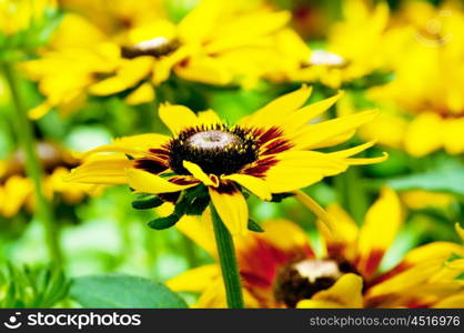 Yellow sunflowers on the bright summer day