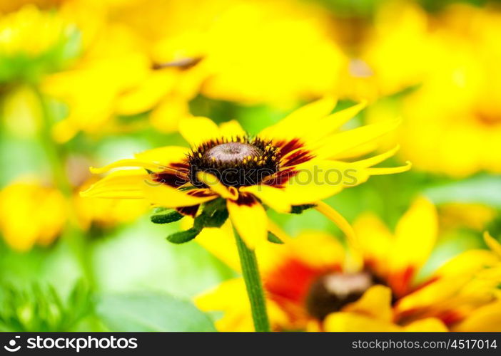 Yellow sunflowers on the bright summer day