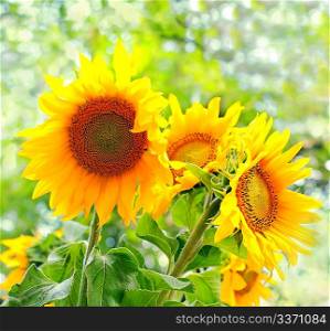 Yellow sunflowers with green leaves on light background