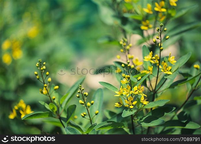 yellow sweet clover blooming on tree in the flower garden.