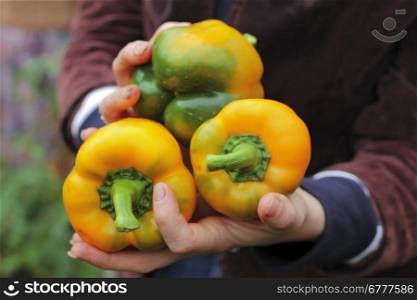 Yellow sweet pepper laying on woman heads