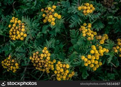 Yellow Tanacetum Vulgare flower from above