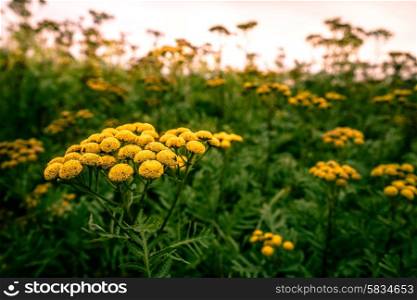 Yellow Tanacetum Vulgare flower on a field