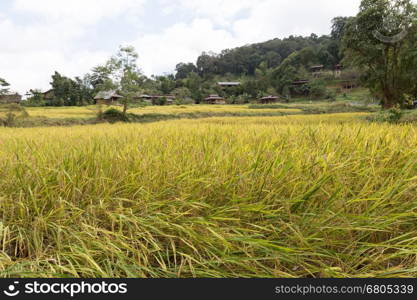 yellow terraced rice paddy field with traditional wood hut in rural thailand