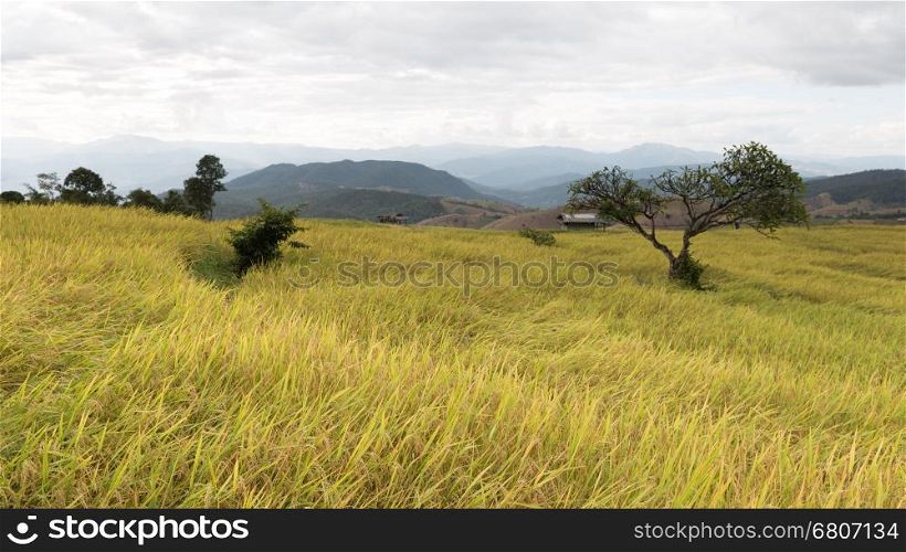 yellow terraced rice paddy field with traditional wood hut in rural thailand