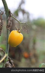 Yellow tomato growing in the vegetable garden
